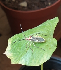 Omanocoris versicolor