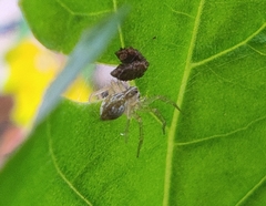 Oxyopes