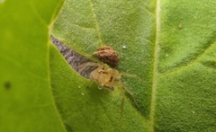Oxyopes