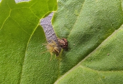 Oxyopes