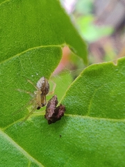 Oxyopes