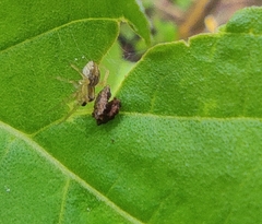 Oxyopes