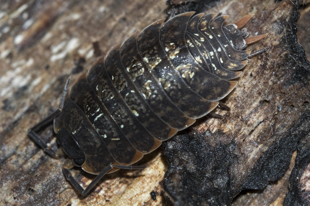 Porcellio violaceus
