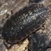 Porcellio violaceus - Photo (c) joanescobetcasals, some rights reserved (CC BY-NC), uploaded by joanescobetcasals