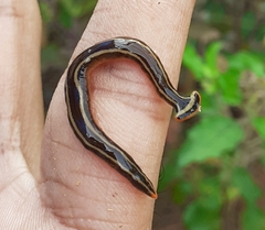 Diversibipalium andrewesi