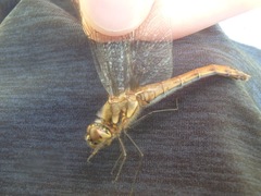 Sympetrum frequens
