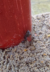 Camponotus
