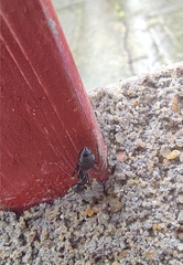 Camponotus