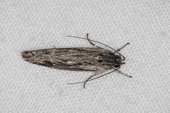 Lichenaula tuberculata