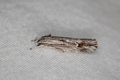 Lichenaula tuberculata