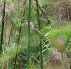Cisticola erythrops