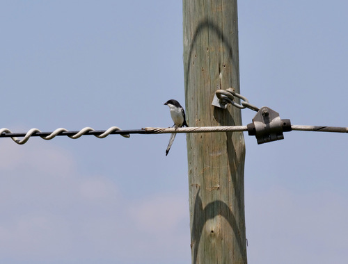 Northern Fiscal