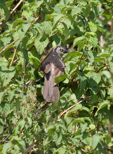 Brown Babbler