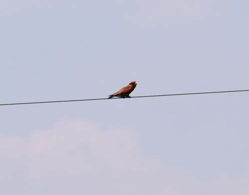 Broad-billed Roller