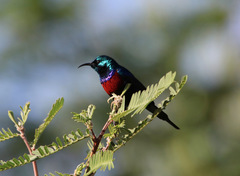 Cinnyris erythrocercus