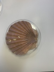 Pecten