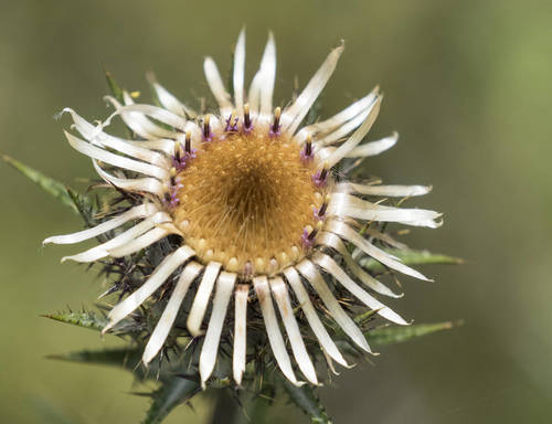 Carline Thistle