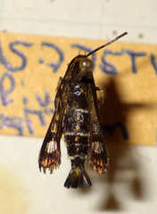 Pyropteron triannuliformis