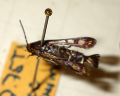 Pyropteron triannuliformis