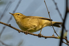 Phylloscopus tytleri