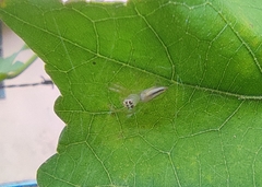 Telamonia dimidiata