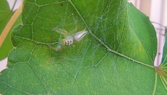 Telamonia dimidiata