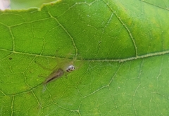 Telamonia dimidiata