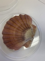 Pecten