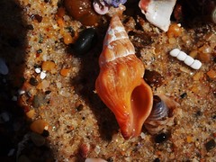 Nodopelagia brazieri