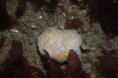 Polymastia boletiformis