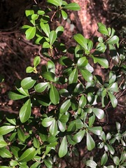 Psychotria daphnoides