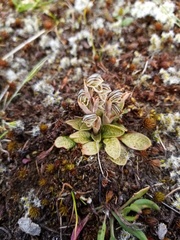 Pterostylis tristis