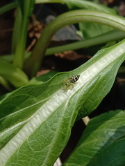 Cosmophasis umbratica