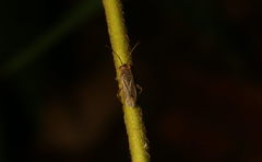 Aethalotus