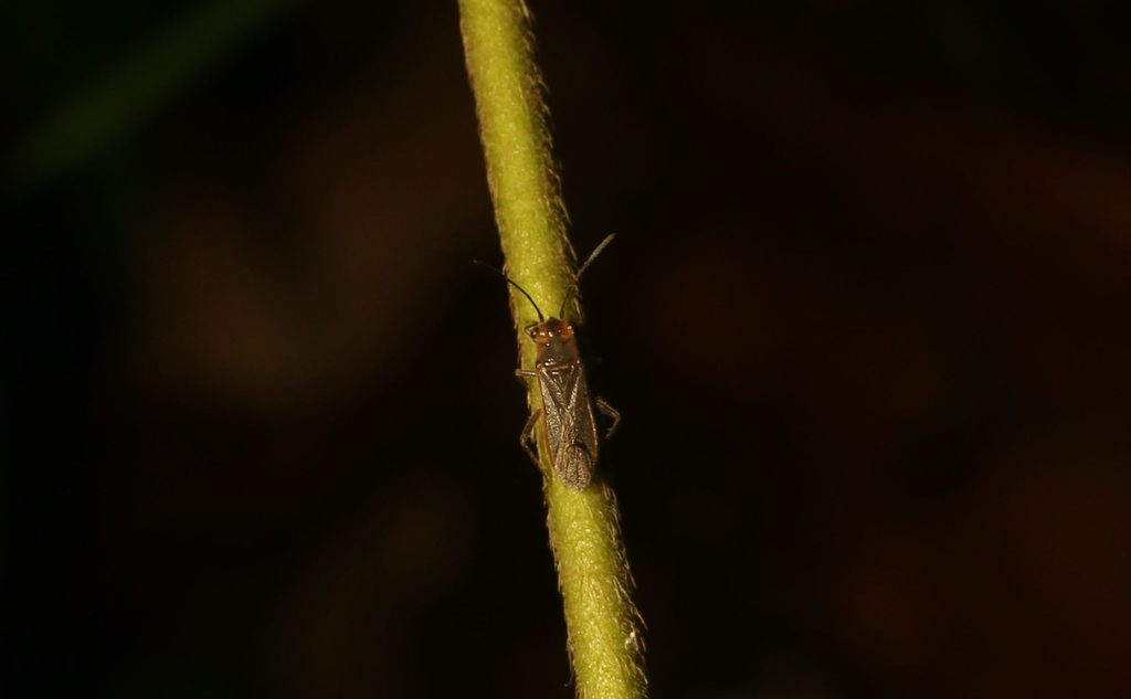 Aethalotus rufangulatus