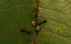 Urolabida
