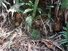 Dendrocalamus giganteus