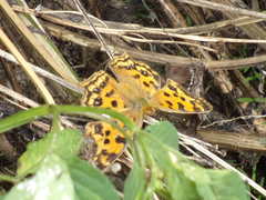 Polygonia c-aureum lunulata