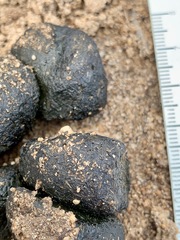Vombatus ursinus hirsutus
