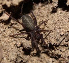 Anachemmis