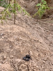 Vombatus ursinus hirsutus