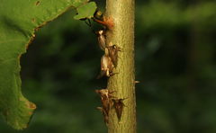 Otinotus