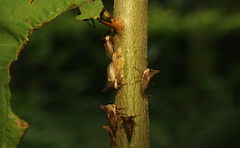 Otinotus