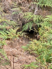 Vombatus ursinus hirsutus