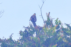 Spilornis cheela pallidus