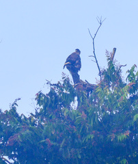Spilornis cheela pallidus