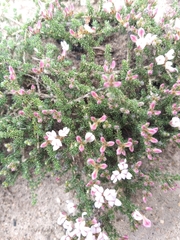 Aspalathus submissa