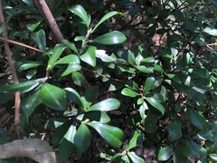 Psychotria daphnoides