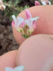 Aspalathus submissa
