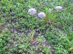 Allium drummondii